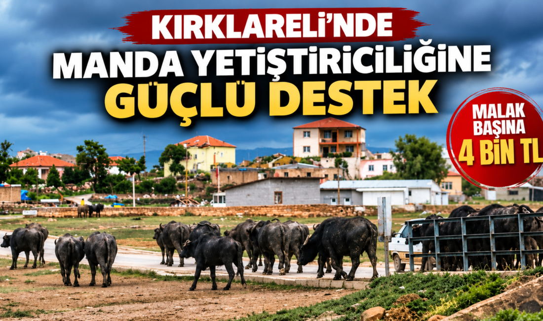 KIRKLARELİ’NDE MANDA YETİŞTİRİCİLİĞİNE GÜÇLÜ DESTEK Kırklareli İl Tarım ve Orman Müdürlüğü, 2026 yılı hayvancılık destekleri